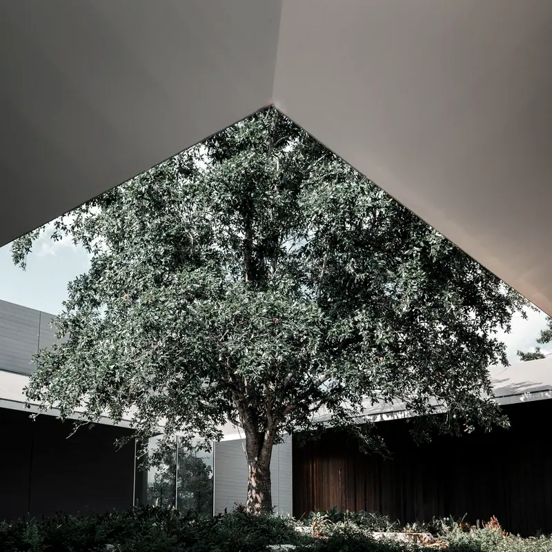 A mature tree standing in the planted courtyard, seen from below