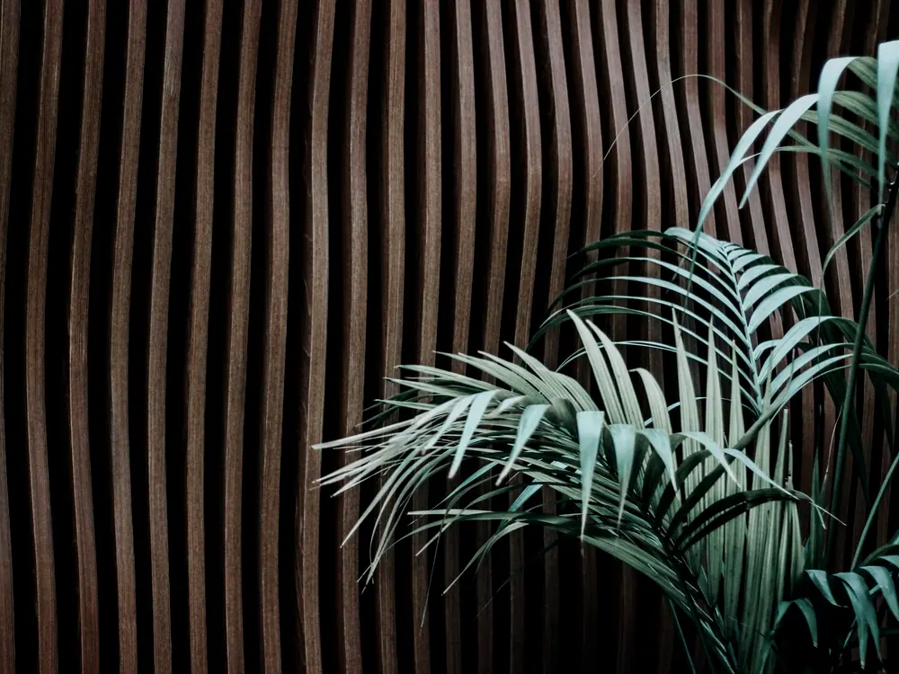 Palm fronds against a fluted timber screen