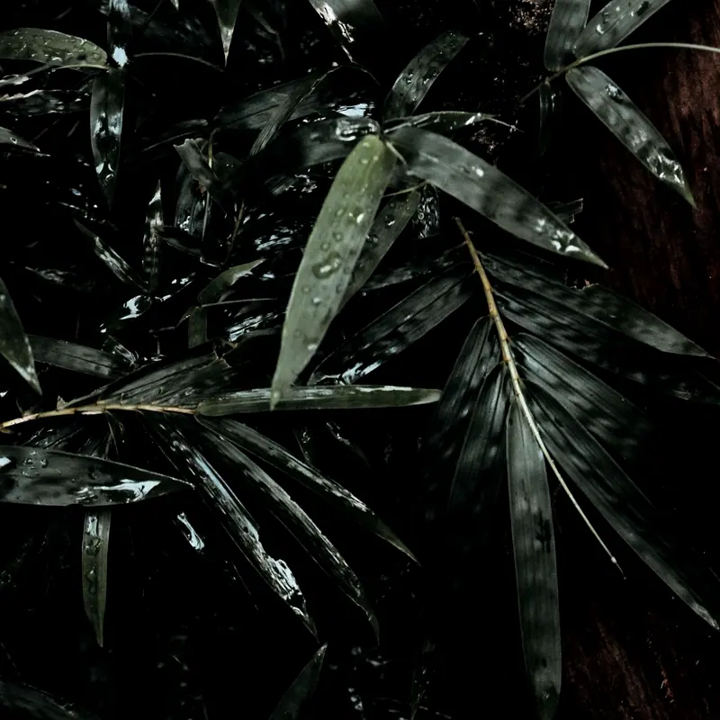 Dense wet foliage against the timber face of the house